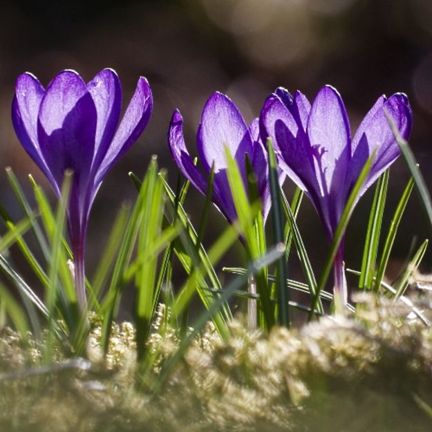 Blühende Krokusse