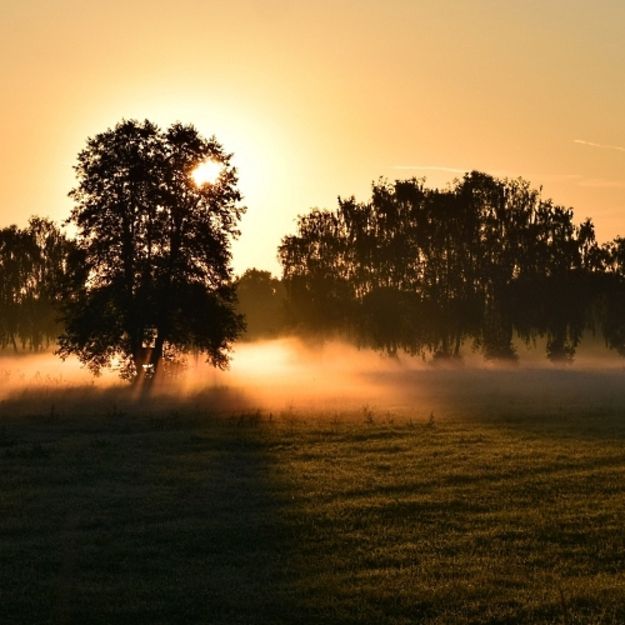 Frühnebel