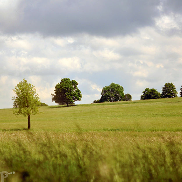 Blühende Wiese