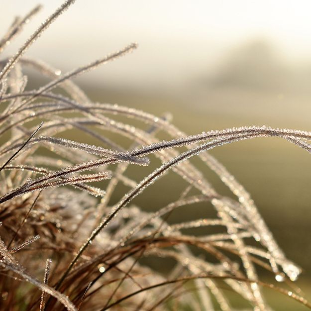 gefrorene Gräser im Winter