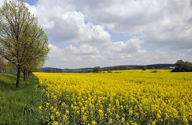 Blühendes Rapsfeld