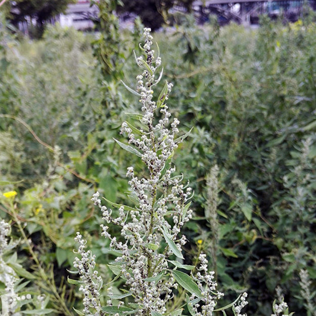 Blühender Weißer Gänsefuß 