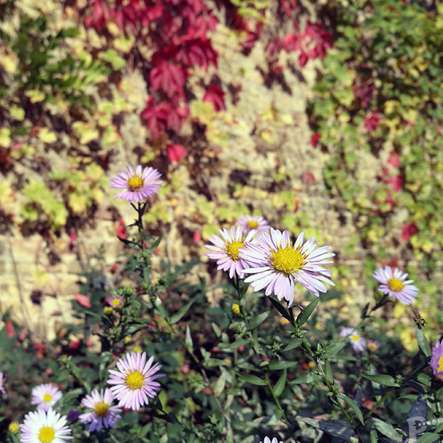 blühende Belgische Aster