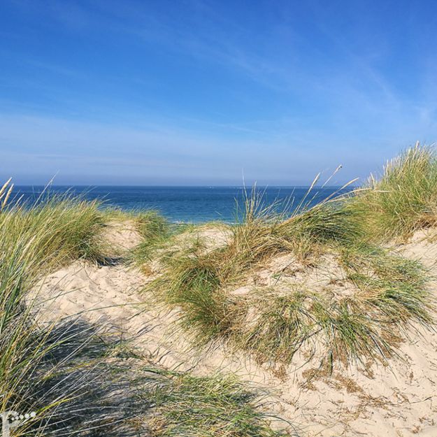 abgeblühter Strandhafer