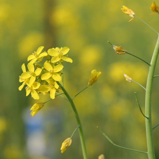 Senfblüte