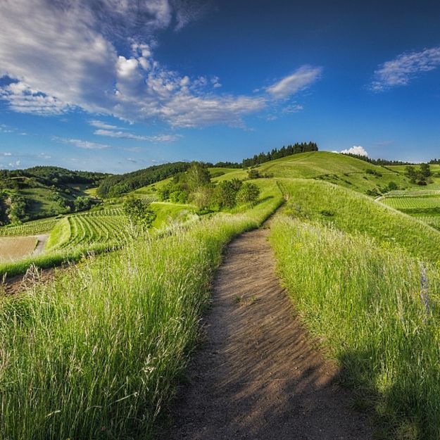 Wiesenlandschaft